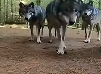 P1301004 Never thought wolf pack would lead me straight to one who neede (Part 2)