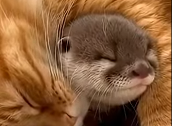 P1301003 While walking through forest, my cat discovered lost baby otter (Part 2)