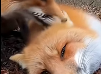 P1301002 While camping alone, wild fox started pulling my pants, trying to (Part 2)