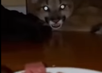 P1301001 baby puma jumped into my room during storm what happened aft (Part 2)