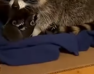 P1201004 mother raccoon showed up at our door during storm what she (Part 2)