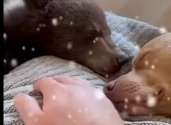 P1301006 man rescues baby bear after its mother is killed (Part 2)