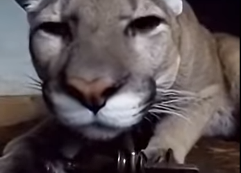 P1201001 Two puma cubs were guarding their mother during storm (Part 2)