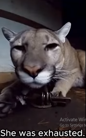 P1201001 Two puma cubs were guarding their mother during storm (Part 2)