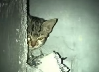 B1201004 Saddest Kitten Story Ever (Part 2)