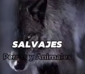 Descubramos qué perro tiene posibilidades contra un oso adulto (Parte 2)