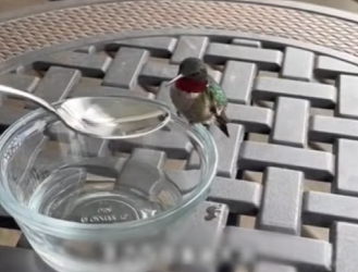 R1301001 Colibríes rescatados (Parte 2)