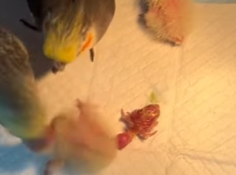 R1301005 Loros de rescate (Parte 2)