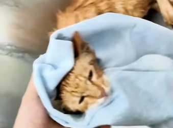 R1301004 Un hombre rescata un gatito de una tormenta (Parte 2)