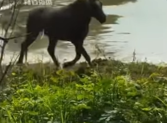 R1301002 Caballo de rescate (Parte 2)