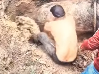 R1301003 Caballo de rescate (Parte 2)