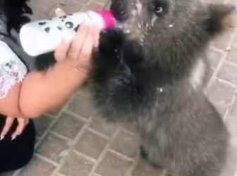 R1301006 Rescate de osos pardos (Parte 2)