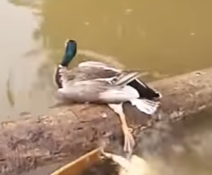 R1301007 Patos rescatados (Parte 2)