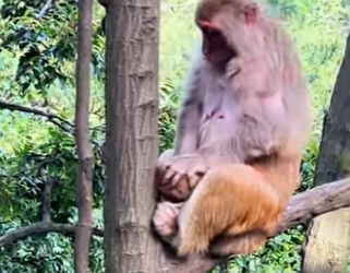 A1301006 tragic fate of little monkey (Parte 2)