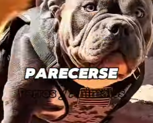 American Bully Pocket (Parte 2)