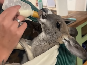 A1301005 Canguro de rescate (Parte 2)