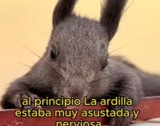 A1301007 Save aquirrels (Parte 2)