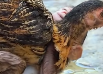 A1301003 little monkey who clings to animals (Parte 2)