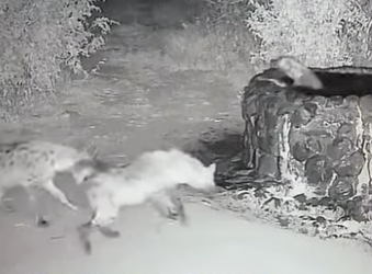 A1301002 hyena fell into well (Parte 2)