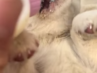 A1301001 perros de rescate (Parte 2)