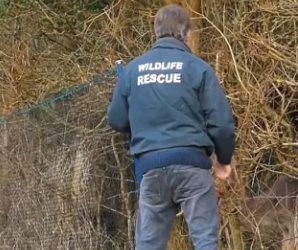 I1201007 Fallow Buck Rescue Hellingly (Part 2)