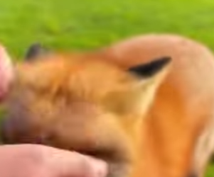 Rescued Frozen Fox (Part 2)