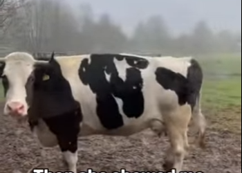 T1201010 Is even possible (Part 2)