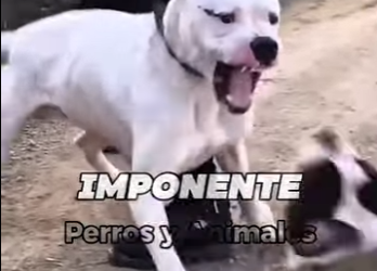 Cuatro perros que pueden destrozar un canguro (Parte 2)