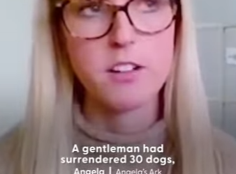 W1201010 Scared Foster Dog Hid In Bushes On Walks (Part 2)