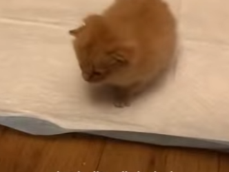W1201008 Chonkiest Kitten Dwarfism Turns Back Into Baby (Part 2)