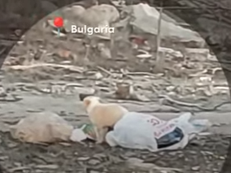 W1201011 Shaking Puppy Found All Alone Starts Wagging His Tail (Part 2)