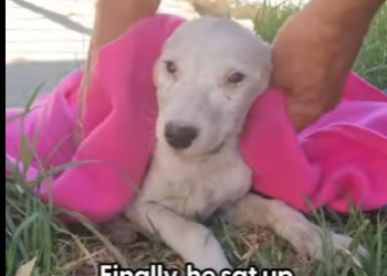 W1201012 Lonely Puppy Who Wasn Moving Slowly Comes Back To Life (Part 2)