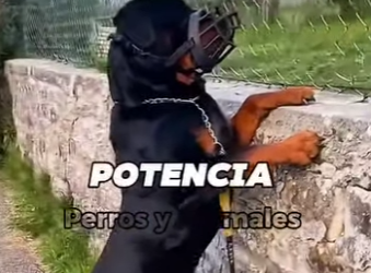 Los perros más feroces del mundo (Parte 2)