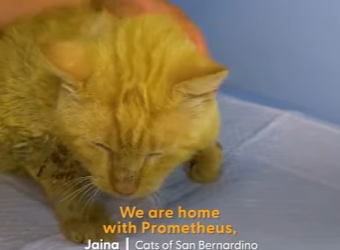 W1201009 Sad Shelter Cat On Euth List Turns Into Scruffy Little Lion (Part 2)