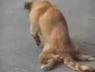 M1207009 Este perrito discapacitado fue abandonado (Parte 2)