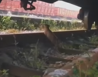 M1207012 Este perrito fue abandonado en las vias de un tren (Parte 2)