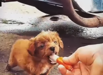 M120701 Este bebecito fue abandonado (Parte 2)