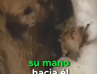 M1207013 Este cachorrito fue encontrado temblando de frío (Parte 2)