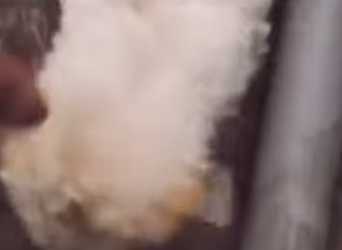 M1207010 Este perrito fue rescatado (Parte 2)