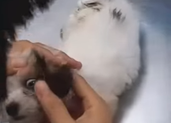 M1207008 Este perrito abandonado corría de un lado a otro en busca de su dueño (Parte 2)