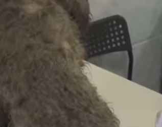 M1207014 Este perrito callejero fue encontrado con el pelaje muy sucio (Parte 2)