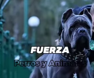 Y1001002 Los cinco perros que pueden enfrentarse un lobo gris (Parte 2)