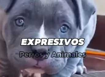 Y1001007 Los cinco cachorros más tiernos del mundo, el último va derretir (Parte 2)