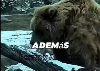 Los animales que ganan al león en combate (Parte 2)