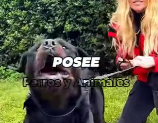 Y1001008 Perros que no pueden protegerte del Cane Corso (Parte 2)