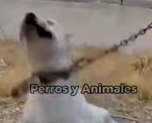 Y1001003 Perros que enfrentan al temido Cane Corso (Part 2)