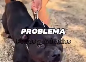 Y1001001 Cinco razas de perros que están prohibidas en varios países del mundo (Part 2)