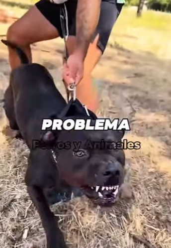 Y1001001 Cinco razas de perros que están prohibidas en varios países del mundo (Part 2)