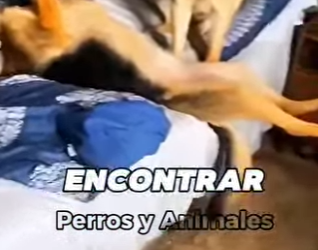 Y1001006 Motivos para nunca comprar un pastor alemán (Part 2)