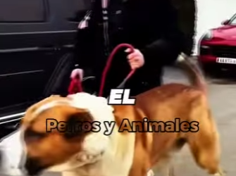 Y1001012 El Alabai es tan zika que no le teme ni un tigre (Part 2)